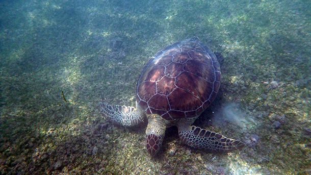 Akumal Akumal