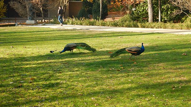 Jardines del Campo del Moro